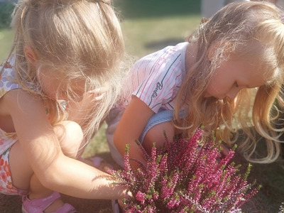 2024/09 Wrześniowe wrzosy