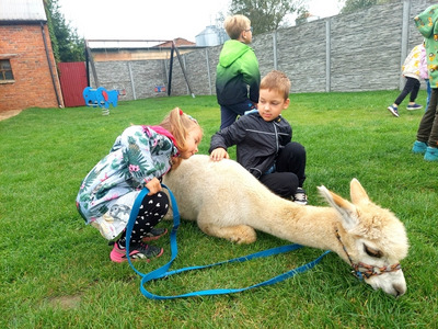 2025/09 Dzień Przedszkolaka - Alpaki i inne zwierzaki