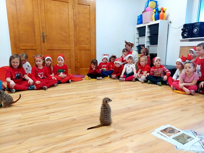 2025/12 Mikołajki - Surykatki